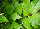 Eastern sweetshrub
